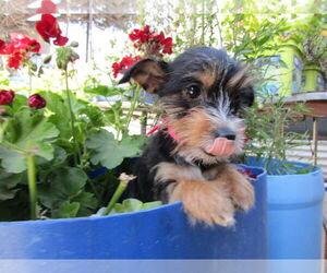 Mutt Dogs for adoption in San Diego, CA, USA