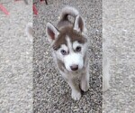 Small Photo #4 Siberian Husky Puppy For Sale in TUCSON, AZ, USA