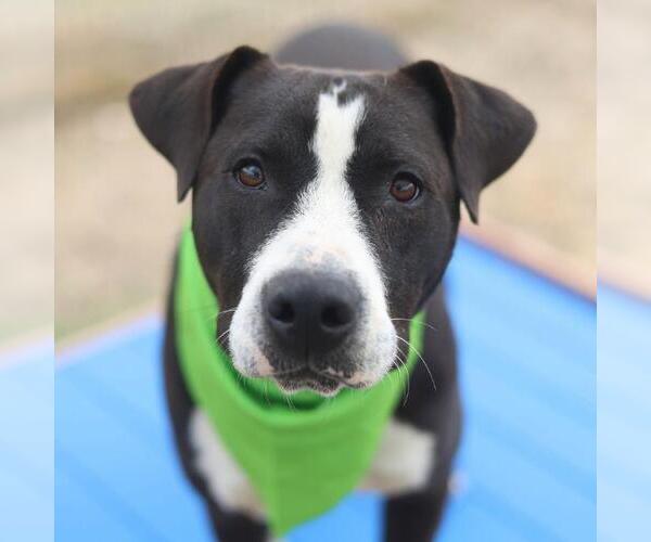 Medium Photo #2 American Staffordshire Terrier-Unknown Mix Puppy For Sale in San Antonio, TX, USA