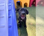 Small #1 Mutt