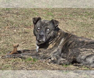 Winston - Male Mountain Cur-Unknown Mix Dog for Adoption - Photo #3