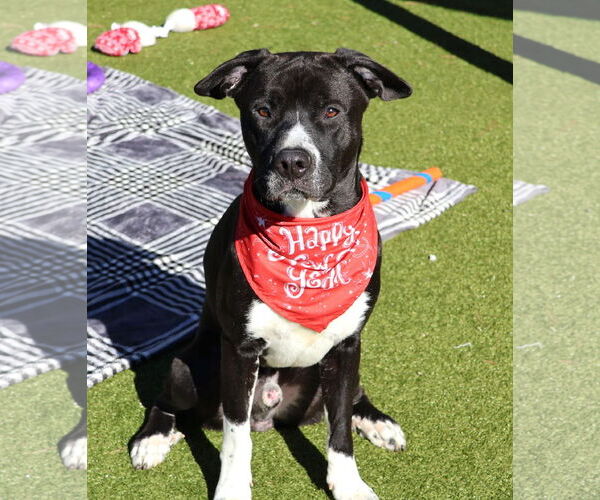 Medium Photo #2 Border Collie-Unknown Mix Puppy For Sale in Rockaway, NJ, USA