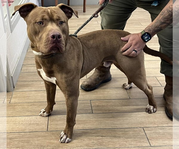 Medium Photo #1 Mutt Puppy For Sale in Rowlett, TX, USA