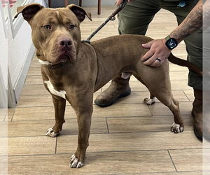 Mutt Dogs for adoption in Rowlett, TX, USA