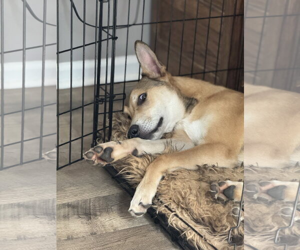 Medium Photo #33 German Shepherd Dog-Unknown Mix Puppy For Sale in Holly Springs, NC, USA