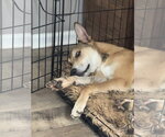 Small #32 German Shepherd Dog Mix