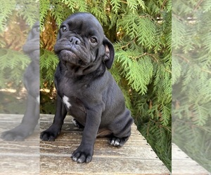 Puggle Puppy for sale in MIDDLEBURY, IN, USA