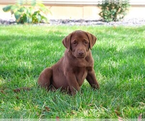Labrador Retriever Puppy for sale in SYRACUSE, IN, USA