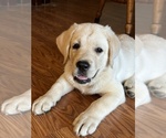 Puppy Puppy 1 Labrador Retriever