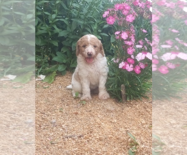 Medium Photo #3 Goldendoodle Puppy For Sale in TURIN, NY, USA