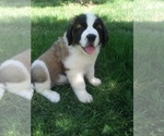 Small Photo #2 Saint Bernard Puppy For Sale in SUGARCREEK, OH, USA