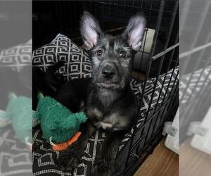 Mutt Dogs for adoption in San Antonio, TX, USA