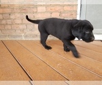 Small Photo #3 Labrador Retriever Puppy For Sale in SCHELLSBURG, PA, USA
