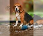 Small #5 Beagle