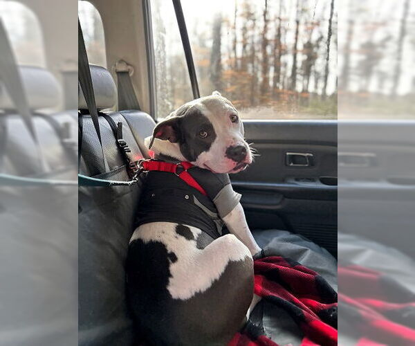 Medium Photo #14 Staffordshire Bull Terrier Puppy For Sale in Garner, NC, USA