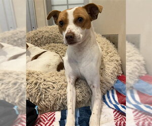 Parson Russell Terrier Dogs for adoption in Berkeley , CA, USA