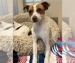 PHINEAS - Male Parson Russell Terrier Dog for Adoption - Small photo