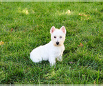Small #4 Poodle (Toy)-West Highland White Terrier Mix