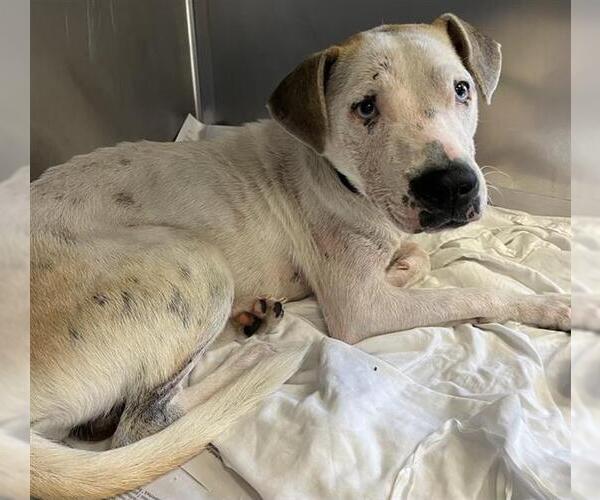 Medium Photo #2 American Staffordshire Terrier-Unknown Mix Puppy For Sale in San Antonio, TX, USA