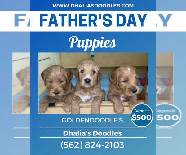 Medium Photo #1 Goldendoodle Puppy For Sale in BREA, CA, USA