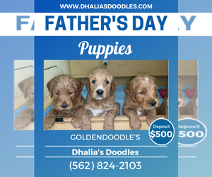 Goldendoodle Puppy for Sale in BREA, California USA