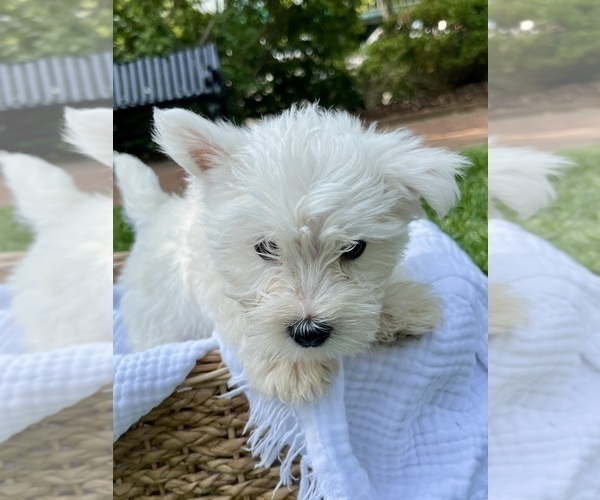 Medium Photo #8 West Highland White Terrier Puppy For Sale in LAKE FOREST, IL, USA