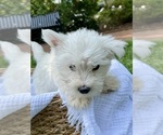Small #7 West Highland White Terrier