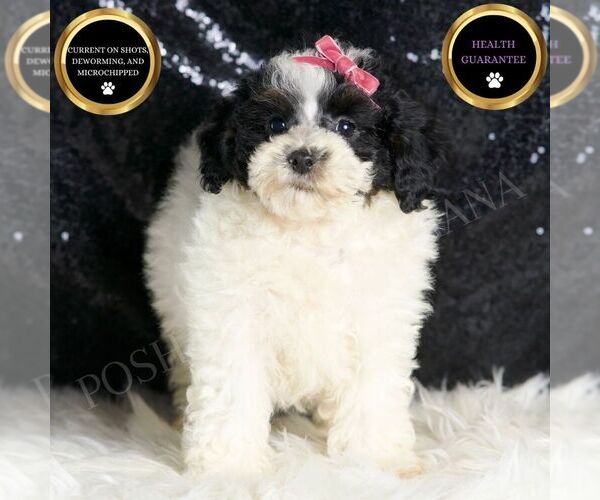 Medium Photo #2 Poodle (Miniature) Puppy For Sale in WARSAW, IN, USA