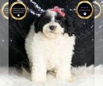 Small #1 Poodle (Miniature)