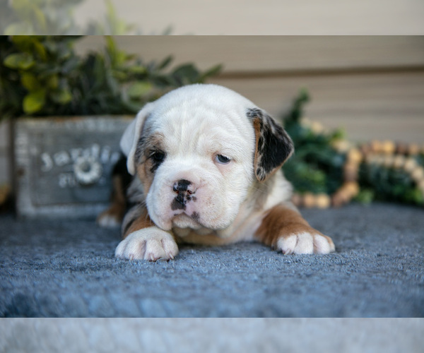 Medium Photo #2 Beabull Puppy For Sale in MILLERSBURG, OH, USA