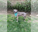 Small #9 American Pit Bull Terrier Mix