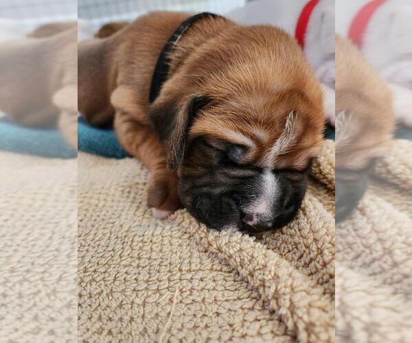 Medium Photo #1 Boxer Puppy For Sale in NOKOMIS, FL, USA