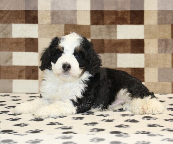 Medium Photo #2 Bernedoodle (Miniature) Puppy For Sale in DENVER, PA, USA