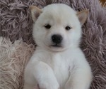 Small Photo #4 Shiba Inu Puppy For Sale in CARPENTERSVILLE, IL, USA