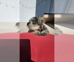 Small Photo #3 Schnauzer (Miniature) Puppy For Sale in SPARTA, WI, USA