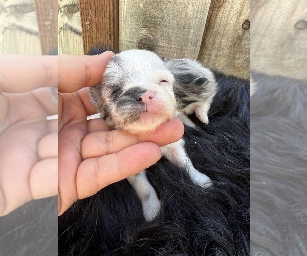 Medium Photo #82 Pomeranian Puppy For Sale in HAYWARD, CA, USA