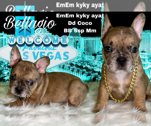 Medium Photo #2 French Bulldog Puppy For Sale in AMARILLO, TX, USA