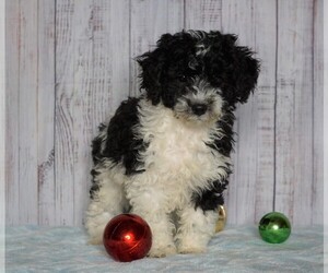 Poodle (Miniature)-Poodle (Standard) Mix Puppy for sale in FREDERICKSBG, OH, USA