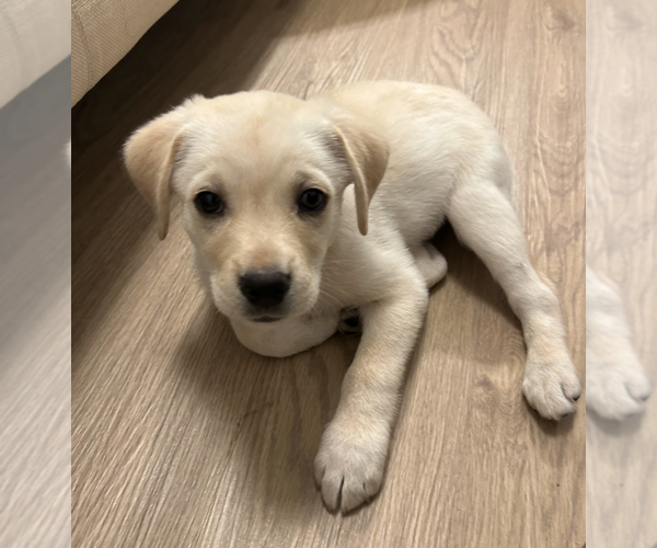 Medium Photo #7 Labrenees Puppy For Sale in Brooklyn, NY, USA