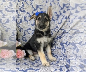 German Shepherd Dog Puppy for sale in OXFORD, PA, USA