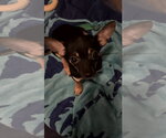 Small Chihuahua