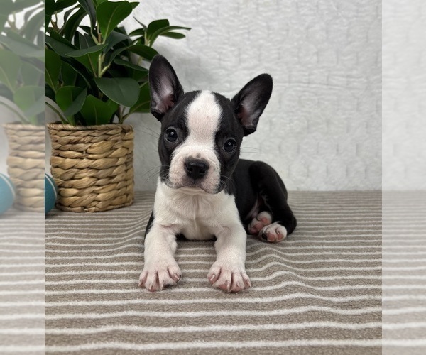 Medium Photo #1 Boston Terrier Puppy For Sale in GREENFIELD, IN, USA