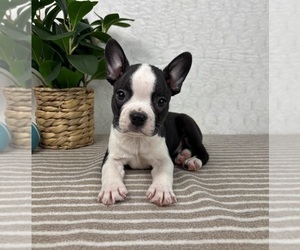 Boston Terrier Puppy for sale in GREENFIELD, IN, USA