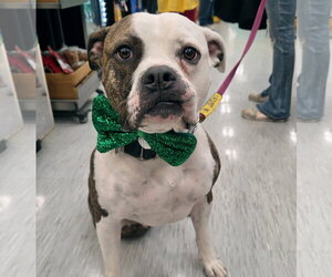Boxer-Unknown Mix Dogs for adoption in GILBERTS, IL, USA