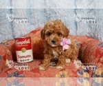 Small Photo #14 Poodle (Toy) Puppy For Sale in SANGER, TX, USA