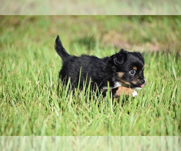 Medium Photo #4 Miniature Australian Shepherd Puppy For Sale in PALM COAST, FL, USA