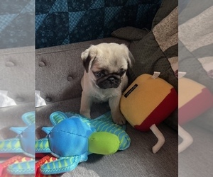 Pug Puppy for Sale in HOWELL, Michigan USA