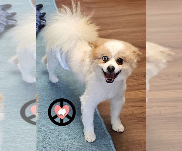 Medium Photo #3 Pomeranian Puppy For Sale in Lebanon, PA, USA