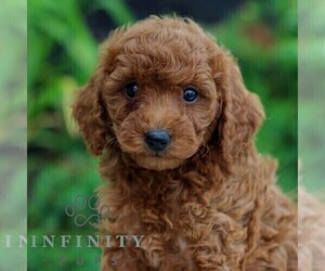 Goldendoodle (Miniature) Puppy for sale in LITITZ, PA, USA