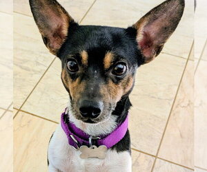 Stilton (TN) - Male Rat Terrier Dog for Adoption - Photo #2
